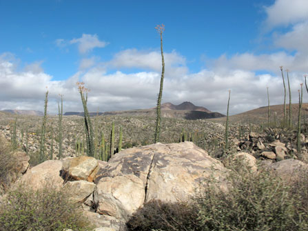 Valle de los Cirios