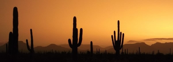 saguaros